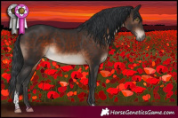 Horse Color:Brown Mushroom Sabino