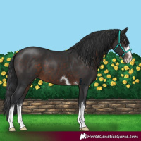 Horse Color:Brown 