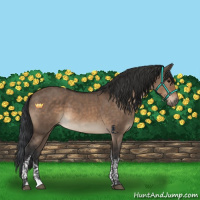 Horse Color:Brown Dun Tobiano 