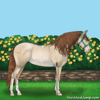 Horse Color:Buckskin Pearl Dun Tobiano Rabicano Brindle