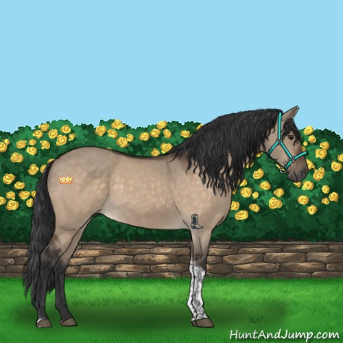 Horse Color:Brown Dun Tobiano