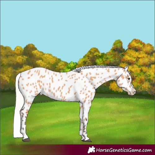Horse Color:Silver Bay Dun Appaloosa 
