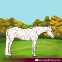 Horse Color:Silver Bay Dun Appaloosa 