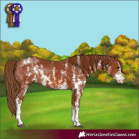 Horse Color:Chestnut Sabino