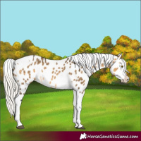 Horse Color:Silver Buckskin Dun Splash Tobiano Appaloosa 