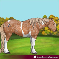 Horse Color:Chestnut Ice Tobiano 