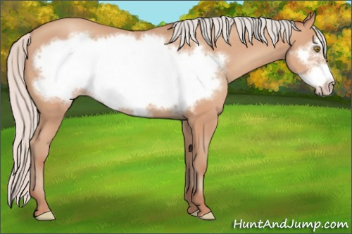 Horse Color:Silver Amber Champagne Frame