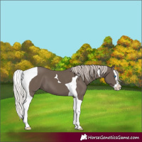 Horse Color:Silver Black Splash Tobiano 