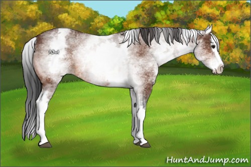 Horse Color:White Spotted Bay Splash 