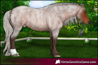 Horse Color:Silver Brown Roan