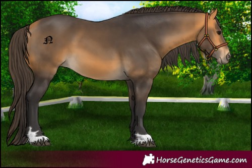 Horse Color:Buckskin 