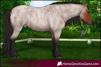 Horse Color:Gray Bay Roan 