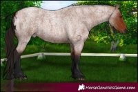 Horse Color:Gray Bay Roan 
