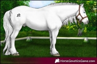 Horse Color:Gray Amber Cream Champagne 