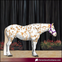 Horse Color:Buckskin Tobiano Appaloosa 