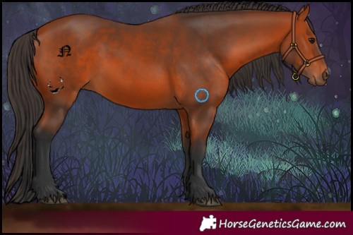 Horse Color:Bay 