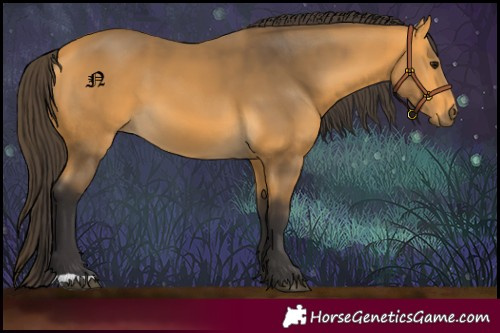 Horse Color:Buckskin