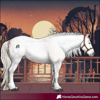 Horse Color:Gray White Spotted Palomino 