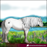 Horse Color:Gray Amber Champagne Roan 