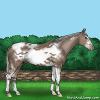 Horse Color:Silver Black Sabino Tobiano Frame 