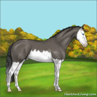 Horse Color:Grullo Splash 