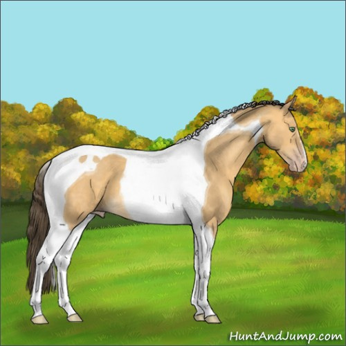 Horse Color:Sable Cream Champagne Tobiano 
