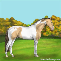 Horse Color:Sable Cream Champagne Tobiano 