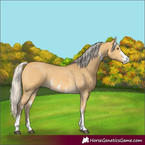 Horse Color:Silver Buckskin Dun Sabino 