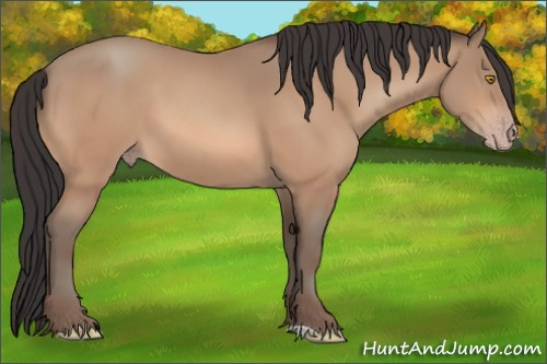 Horse Color:Amber Champagne 