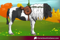 Horse Color:Black Tobiano 