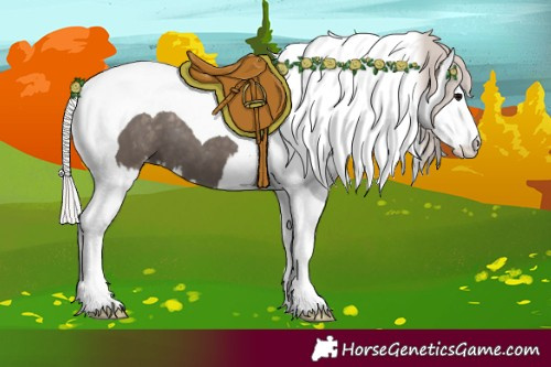 Horse Color:Silver Black Splash Tobiano Appaloosa 