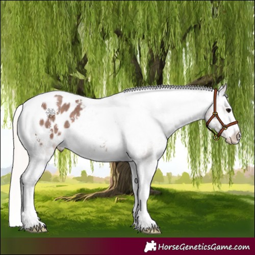 Horse Color:Silver Black Sabino Tobiano Appaloosa 