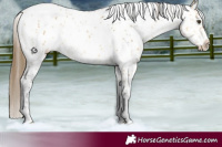 Horse Color:Buckskin Dun Tobiano Appaloosa 