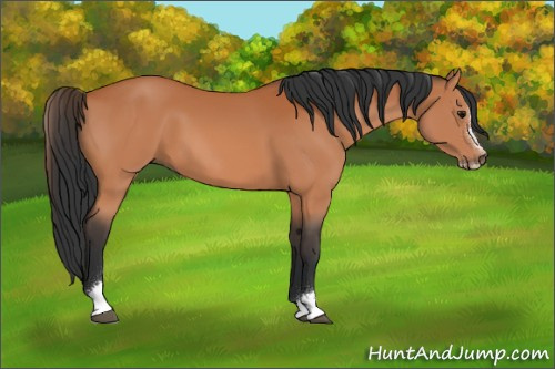Horse Color:Bay Sabino 