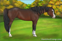 Horse Color:Brown Sabino