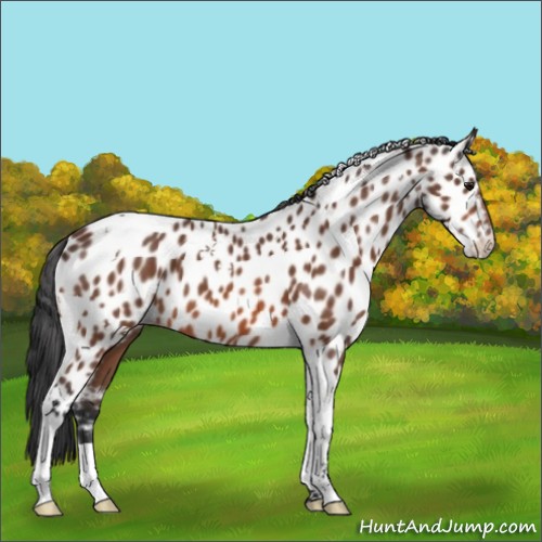 Horse Color:Bay Tobiano Near Leopard 