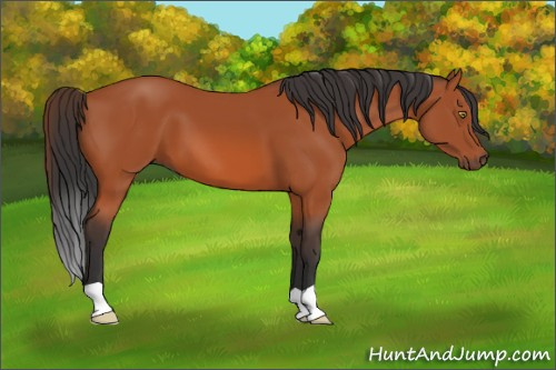 Horse Color:Bay 