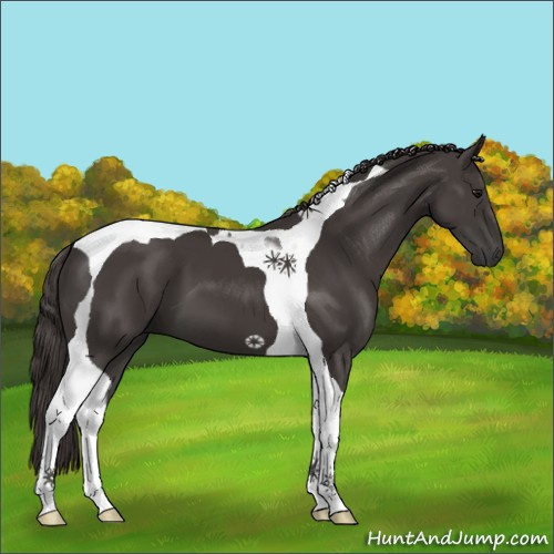 Horse Color:Smoky Black Tobiano