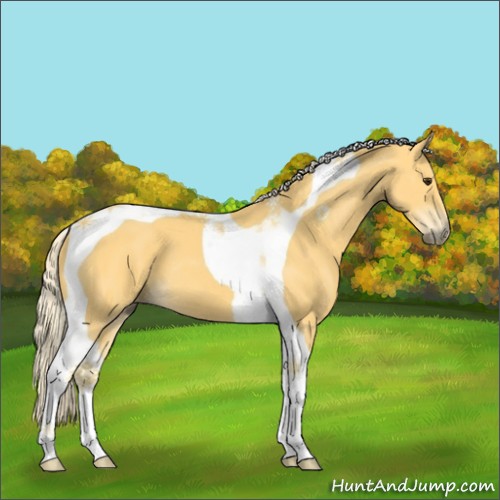 Horse Color:Palomino Tobiano 