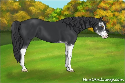 Horse Color:Black Sabino 