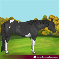 Horse Color:Black Mushroom Tobiano 