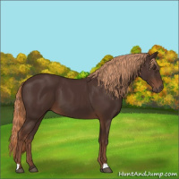 Horse Color:Liver Chestnut 