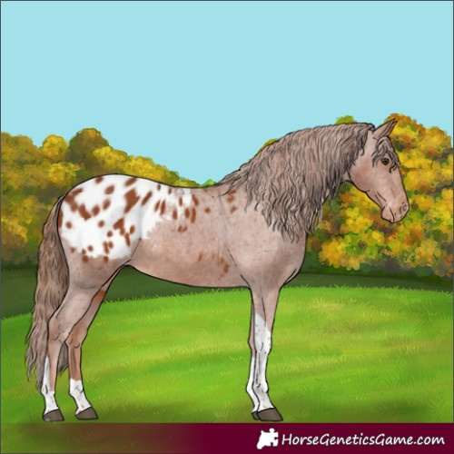 Horse Color:Chestnut Tobiano Blanket Rabicano 