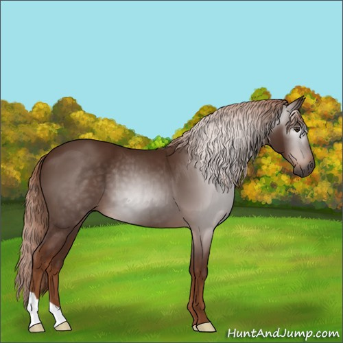 Horse Color:Gray Chestnut 
