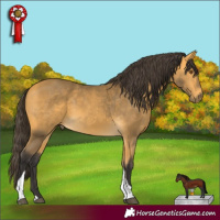 Horse Color:Buckskin Tobiano Rabicano 