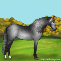 Horse Color:Gray Black 