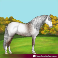 Horse Color:Gray Classic Champagne 