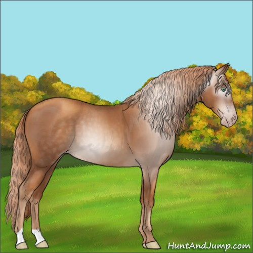 Horse Color:Gray Gold Champagne Roan 