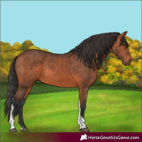 Horse Color:Bay Tobiano Rabicano 