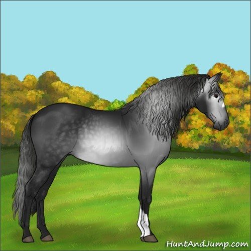 Horse Color:Gray Black 